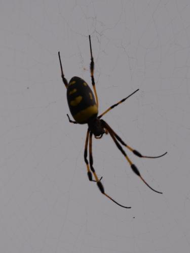 Trichonephila senegalensis